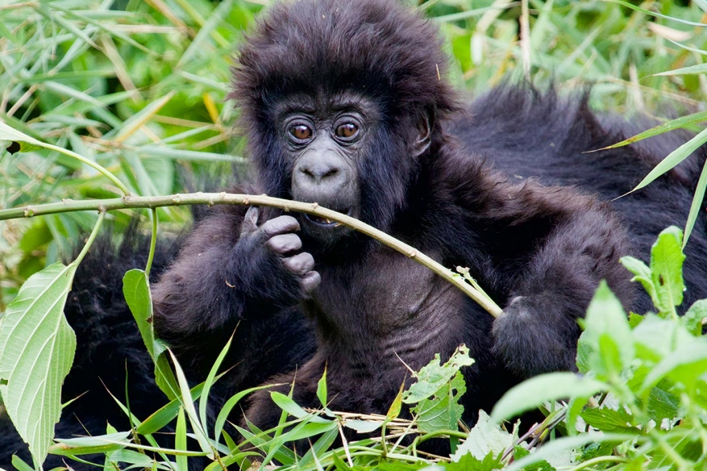 best gorilla trekking company