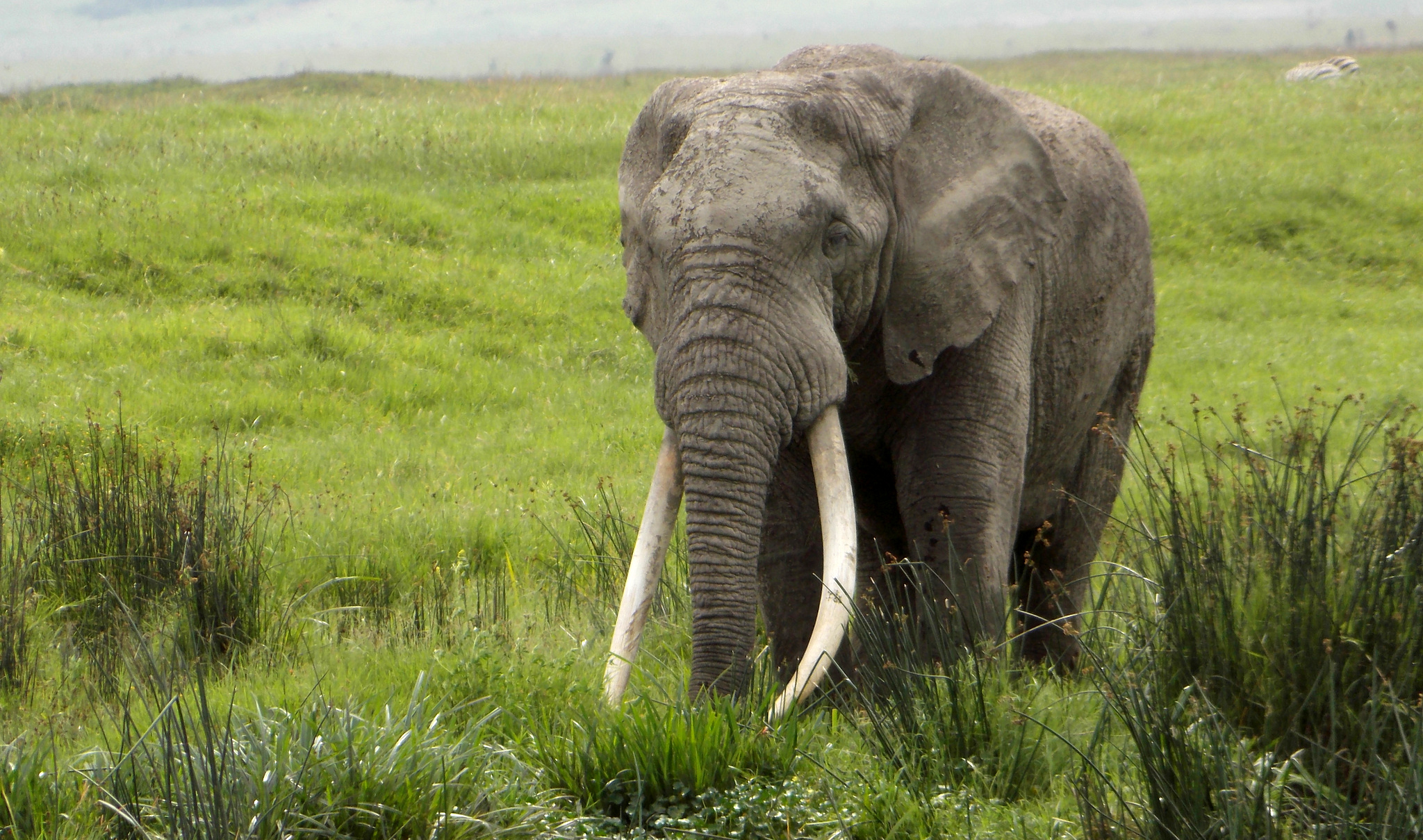 Ngorongoro Crater Size
