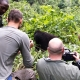 Uganda Gorilla trekking tours