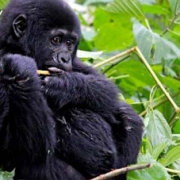 3 Day Gorilla trekking Uganda