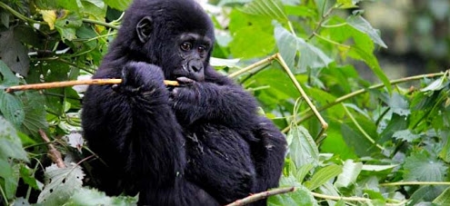 3 Day Gorilla trekking Uganda
