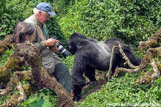 Gorilla tracking in Bwindi