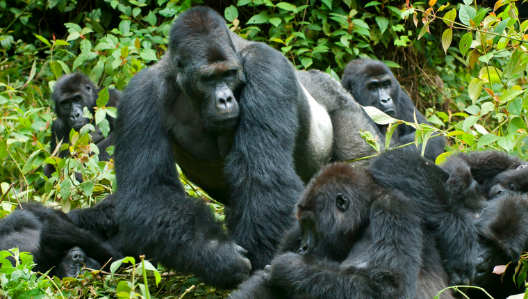 Gorilla trekking in Uganda