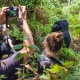 Gorilla tracking Bwindi