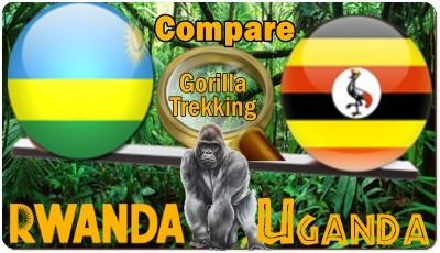 Gorilla trekking Rwanda vs Uganda