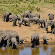 Tarangire National Park entry fees