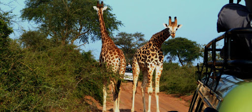 3 Days Murchison falls safari