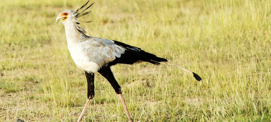 secretary bird