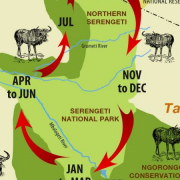Wildebeest Migration Cycle