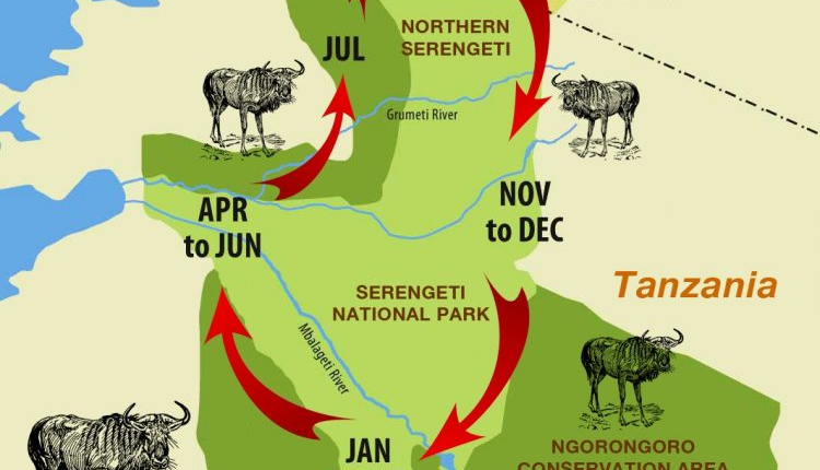 Wildebeest Migration Cycle