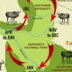 Wildebeest Migration Cycle
