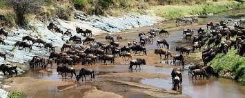 wildebeest migration