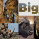 big 5 in Amboseli national park