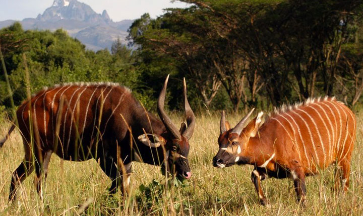 Animals in Samburu