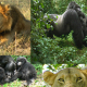 7 Days Gorilla trekking Queen Elizabeth Chimpanzee safari