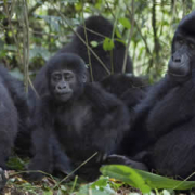 9 Days Uganda  Gorilla trekking and Queen Elizabeth safari