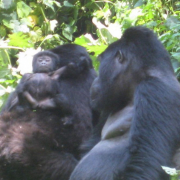 5 Days Uganda Gorilla trekking safari