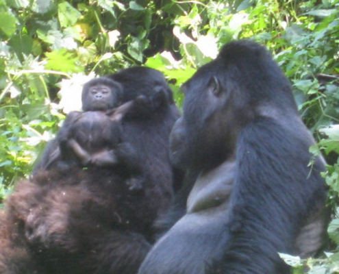 5 Days Uganda Gorilla trekking safari