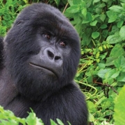 Gorilla trekking Uganda price