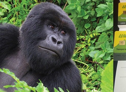 Gorilla trekking Uganda price