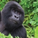 Gorilla trekking Uganda price