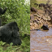 10 days Gorilla and wildebeest migration safari