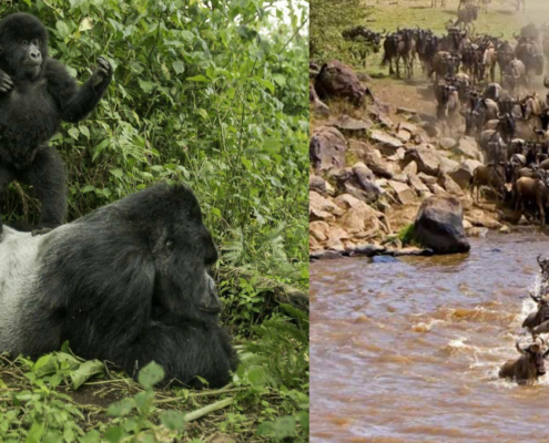 10 days Gorilla and wildebeest migration safari