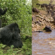 10 days Gorilla and wildebeest migration safari