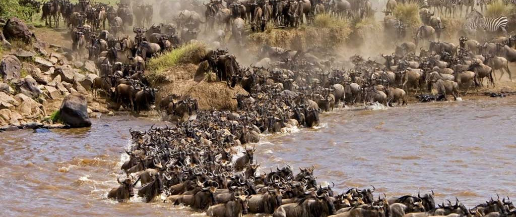 10 days Gorilla and wildebeest migration safari