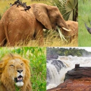 10 Days Uganda wildlife safari
