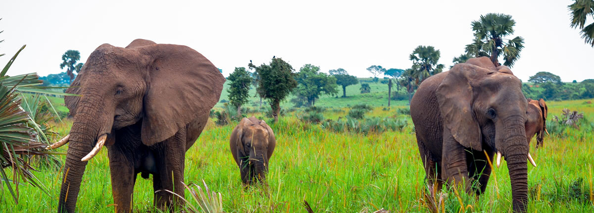 11 day Uganda tour and safari