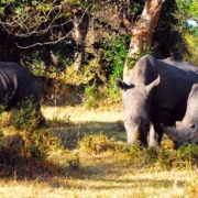 11 day Uganda tour and safari