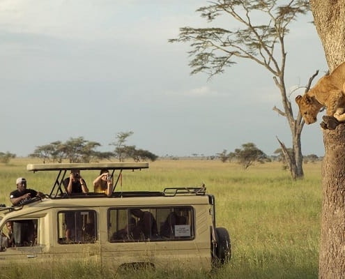 3 Days Serengeti Safari