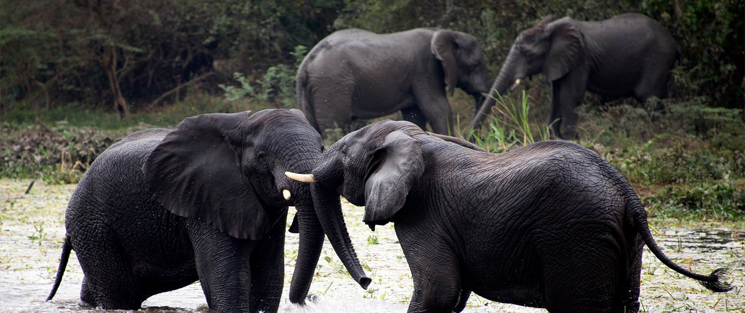 10 Days Uganda wildlife safari