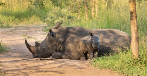 10 Days Uganda wildlife safari