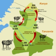 Wildebeest Migration Time