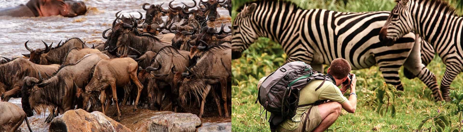 Wildebeest Migration Time