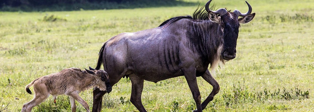 newly born wildebeest calves