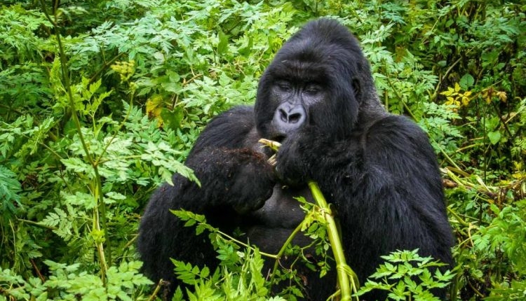 8 Days Uganda Gorilla Safari