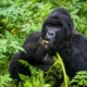 8 Days Uganda Gorilla Safari