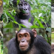 12 days Uganda Tanzania safari