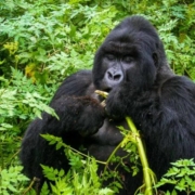 Rwanda Gorilla Trekking