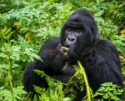 Rwanda Gorilla Trekking