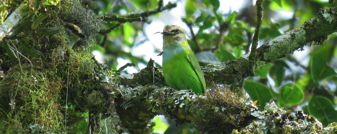 African-Green-Broadbill
