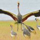 Crested crane