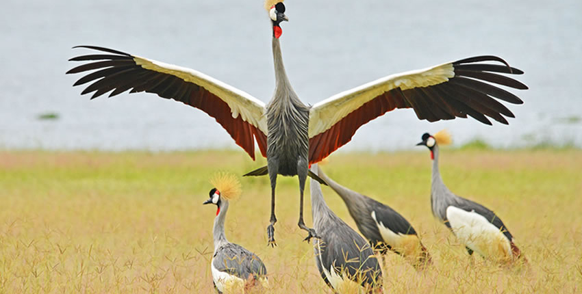 Crested crane