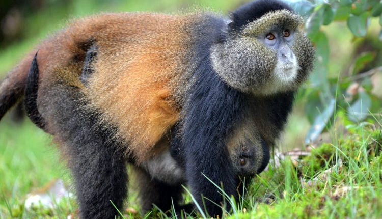 golden monkey tracking