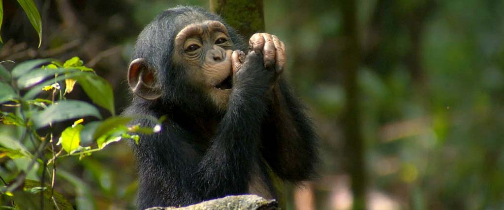 4 Days Chimpanzee tracking and Gorilla Safari