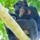 4 Days Chimpanzee tracking and Gorilla Safari