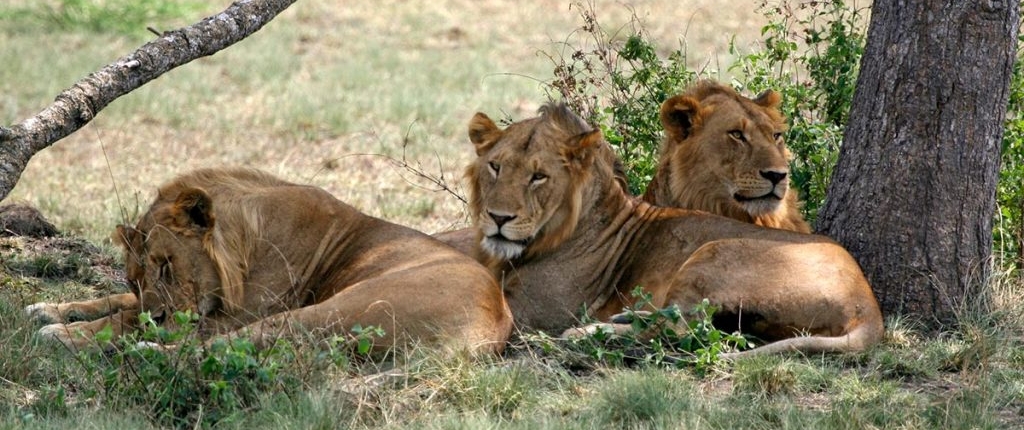 5 Days Flying Safari Tours in Tanzania 